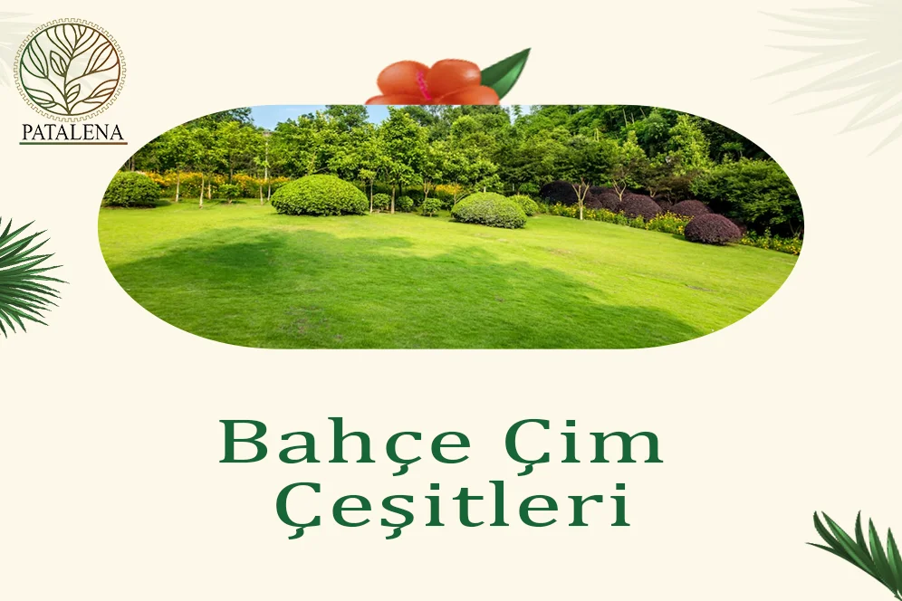 Bahçe Çim Çeşitleri