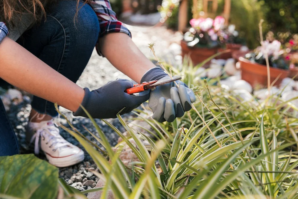 Ucuza Bahçe Düzenleme
